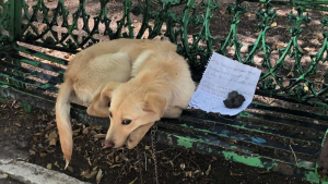 Illustration : Abandonné sur un banc par son ancien propriétaire qui craignait le pire, ce chien réapprend à aimer grâce à l'amour de celle qui l'a sauvé