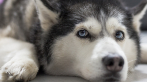 Illustration : "Abandonné par ses propriétaires lors d'un déménagement, un Husky Sibérien survit 14 jours sans eau ni nourriture !"