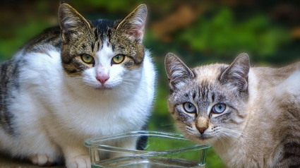 Illustration : Les pompiers du Nord interviennent dans une maison en flammes pour sauver deux chats pris au piège