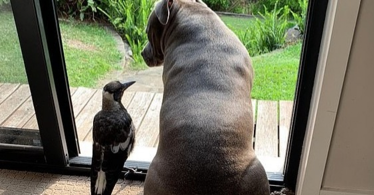 Une Chienne Decouvre Et Sauve Une Pie Agonisante Tombee Du Nid En Devenant Une Mere De Substitution