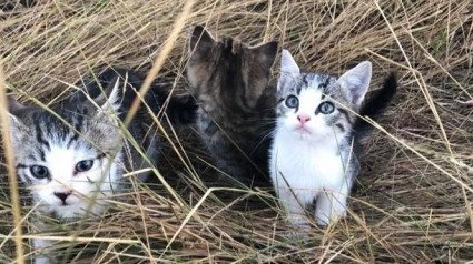 Illustration : En pleine promenade, elle tombe sur 10 chatons abandonnés sur le bord de la route. Avec intelligence, elle parvient à les attirer chez elle à pied sur 1 kilomètre pour les sauver (Vidéo)