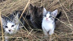 Illustration : En pleine promenade, elle tombe sur 10 chatons abandonnés sur le bord de la route. Avec intelligence, elle parvient à les attirer chez elle à pied sur 1 kilomètre pour les sauver (Vidéo)