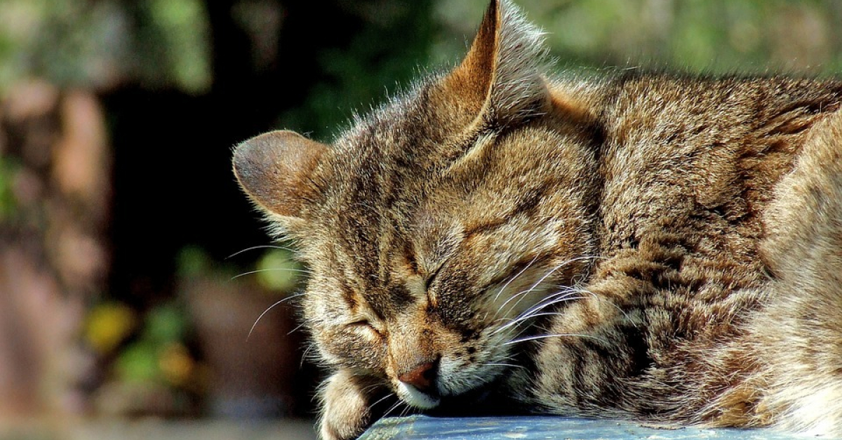 chat garges l es gonesse