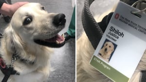 Illustration : Un hôpital embauche un Golden Retriever pour accompagner et soutenir les employés pendant leur journée de travail