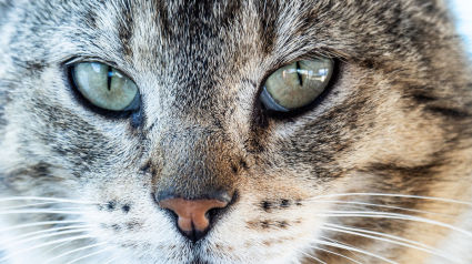 Illustration : Sensible à la cause animale, cet homme fortuné a partagé son héritage entre sa famille et les chats du musée de l'Ermitage en Russie  