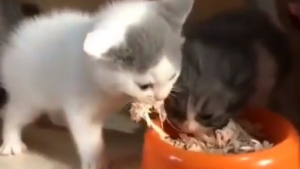 Illustration : Incapable de partager, ce chaton enrage lorsqu'il s'aperçoit qu'un congénère mange dans sa gamelle, sa réaction est fulgurante (Vidéo)