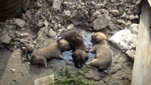 Illustration : Interpellés par des aboiements, des passants découvrent et sauvent trois chiots pris au piège dans une mare de goudron !