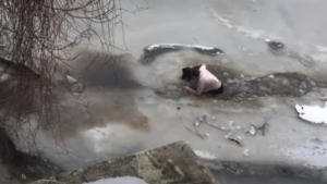 Illustration : Alerté par ses chiens en pleine promenade, un homme découvre et tente de sauver un chien pris au piège dans les eaux glacées d'un lac !