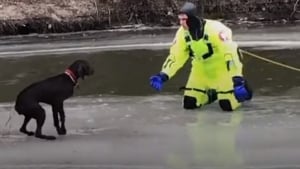 Illustration : 2 pompiers se jettent à l'eau et risquent leur vie pour tenter de sauver un Labrador pris au piège sur un lac gelé 