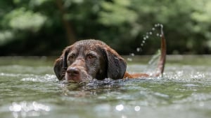 Illustration : L'intervention périlleuse des pompiers pour tenter de sauver un couple et leur chien pris au piège dans les eaux d'une écluse 