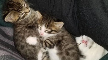 Illustration : Un couple dispose un abri dans son jardin pour venir en aide aux chats errants de leur quartier. En 2 mois, ils sauvent deux portées et leur maman !