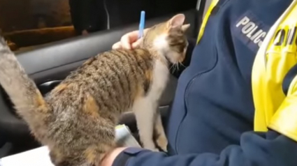 Illustration : La vidéo touchante d'un chat errant se faufilant dans la voiture d'un policier en pleine intervention en espérant être adopté 