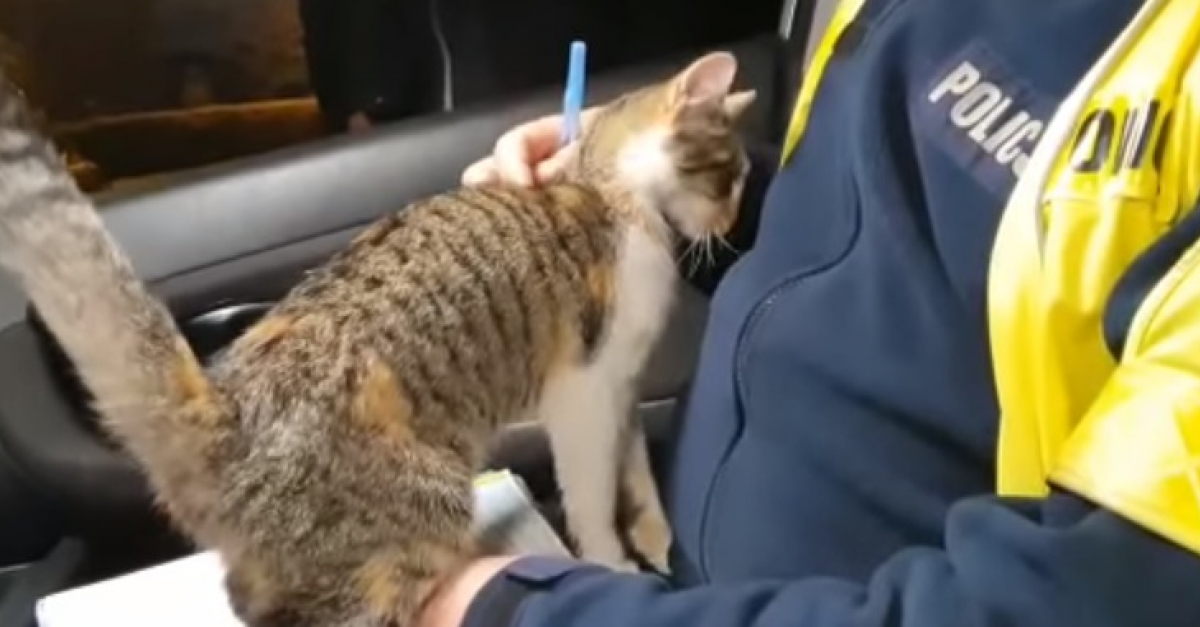 La Video Touchante D Un Chat Errant Se Faufilant Dans La Voiture D Un Policier En Pleine Intervention En Esperant Etre Adopte