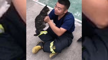 Illustration : Vidéo - Un pompier chante une chanson à un chaton errant. Aujourd'hui, cela fait 3 mois qu'il a été adopté par la brigade