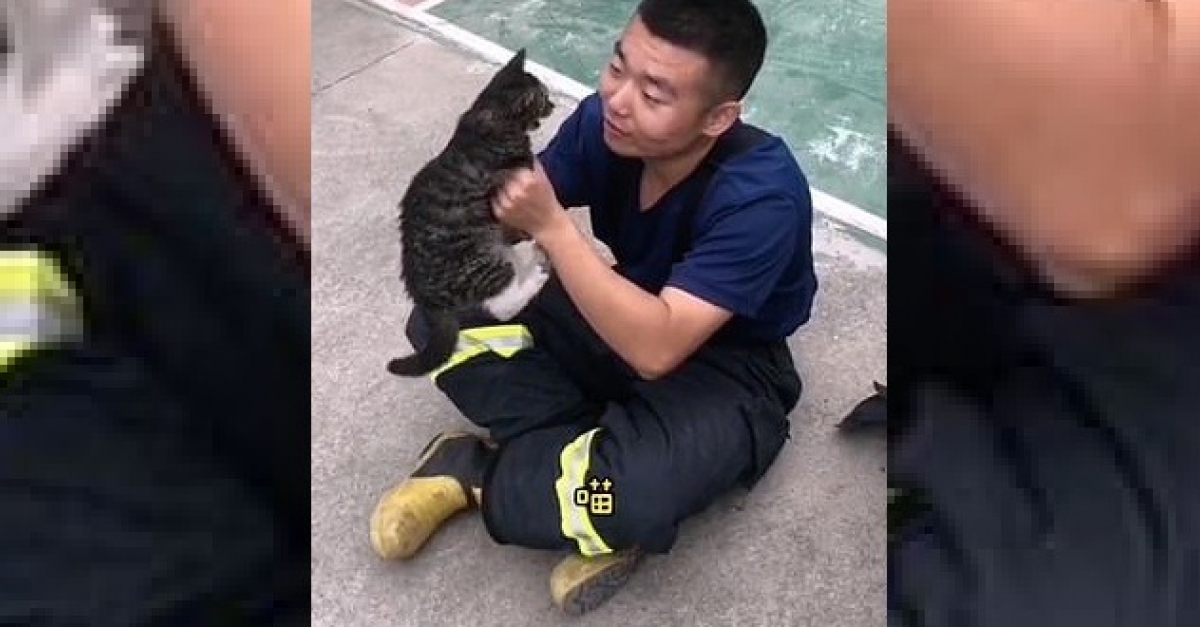 Video Un Pompier Chante Une Chanson A Un Chaton Errant Aujourd Hui Cela Fait 3 Mois Qu Il A Ete Adopte Par La Brigade