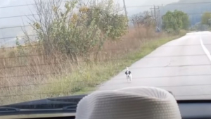 Illustration : Un chiot errant fait irruption sur la route pour courir après sa voiture et en espérant être sauvé (Vidéo)