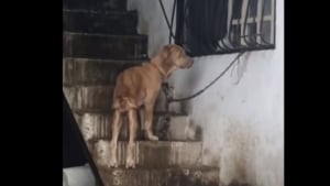 Illustration : Abandonnée et attachée à une chaîne, cette chienne résignée a été sauvée in extremis et retrouve goût à la vie dans une maison aimante