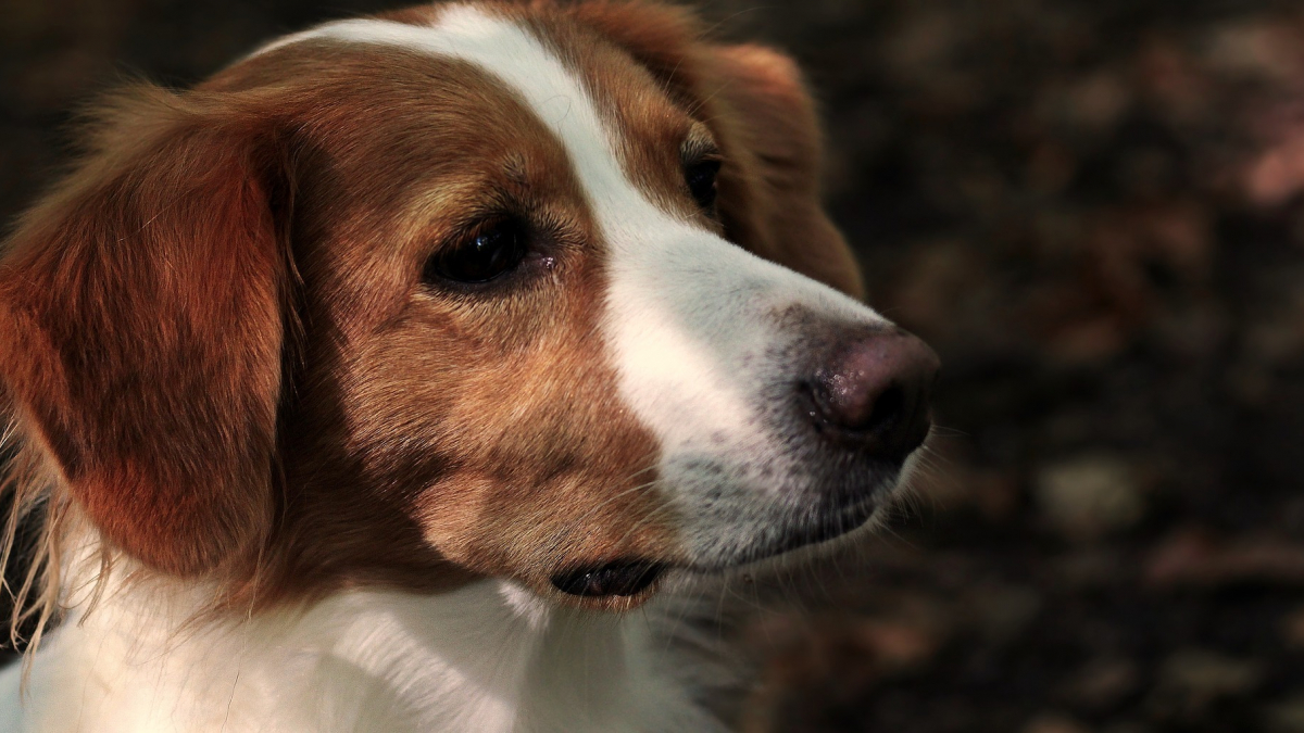 Illustration : "Le cerveau des chiens serait similaire à celui d'un enfant d'un an : à quel point nos chiens nous comprennent-ils ? "