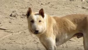 Illustration : "Deux vétérinaires inquiets capturent un chien errant au visage difforme pour lui sauver la vie"