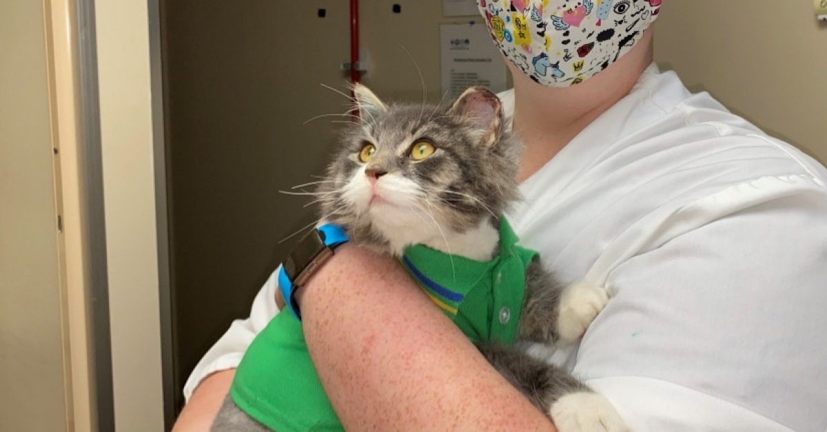 Decouvert Dans Un Abri De Glace Un Chat Frigorifie Decouvre L Amour Dans Son Nouveau Foyer