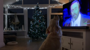 Illustration : Un chien habité par l'esprit de Noël connaît sur le bout des pattes la chanson "White Christmas" (Vidéo)