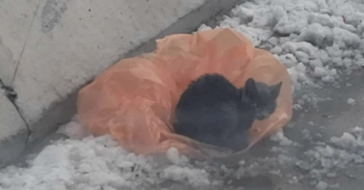 Une Jeune Femme S Arrete Au Milieu D Une Autoroute Pour Porter Secours A Un Chaton Errant Qui Avait Trouve Refuge Dans Un Sac En Plastique Video