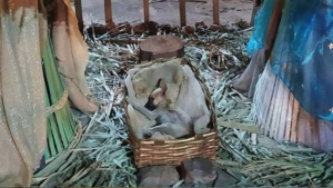 Illustration : Un chiot errant touché par la magie de Noël trouve une famille aimante en s'endormant dans  la crèche de la ville 