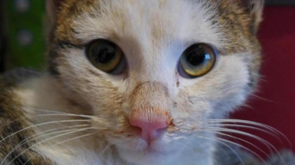 Illustration : Un chat gelé dans un tuyau survit miraculeusement grâce à la réaction rapide d'un passant 