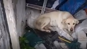 Illustration : Un homme sauve une Labrador qui avait trouvé refuge dans un hangar inutilisé et vivait sur une pile d'ordures