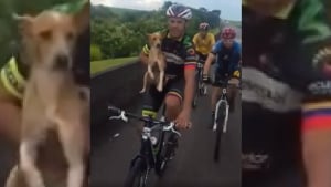 Illustration : "Un cycliste parvient a sauver un chiot errant sur le bord de la route en le prenant sur son vélo"