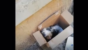 Illustration : "Un passant découvre un chiot abandonné dans une boîte en carton en pleine rue, sa réaction face à lui est émouvante"