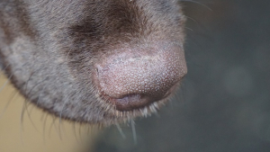 Illustration : Des chiens pour détecter la Covid-19 dans les EHPAD ? L'association HANDI'CHIENS devient partenaire du projet Nosaïs initié par le professeur Grandjean