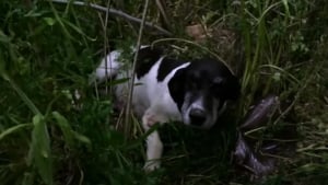 Illustration : Alerté par des pleurs, il sauve une chienne errante et sur le point de mettre bas dans une forêt 