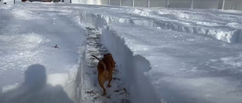 https://www.woopets.fr/assets/img/010/021/bannerbig/un-couple-cree-un-labyrinthe-geant-dans-leur-jardin-enneige-pour-offrir-un-espace-de-jeu-aux-21-chiens-qu-ils-accueillent.jpg