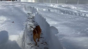 Illustration : Un couple crée un labyrinthe géant dans leur jardin enneigé pour offrir un espace de jeu aux 21 chiens qu'ils accueillent ( Vidéo)