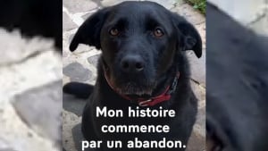 Illustration : Le chien d'Emmanuel Macron se met en scène pour promouvoir la mise en place d'une loi contre les abandons d'animaux (Vidéo)