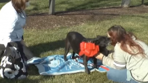 Illustration : Retrouvailles entre un chien et sa propriétaire après 3 années de recherches et l'embauche d'un détective animalier (Vidéo)