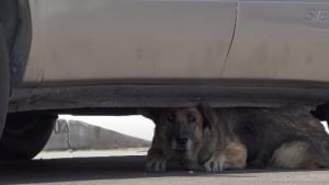 Illustration : Un Berger Allemand trop effrayé pour quitter la voiture sous laquelle il s'est réfugié même avec l'arrivée des sauveteurs