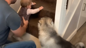 Illustration : Un chiot incapable de monter les escaliers apprend à surmonter ses craintes grâce au nourrisson de la famille (Vidéo)