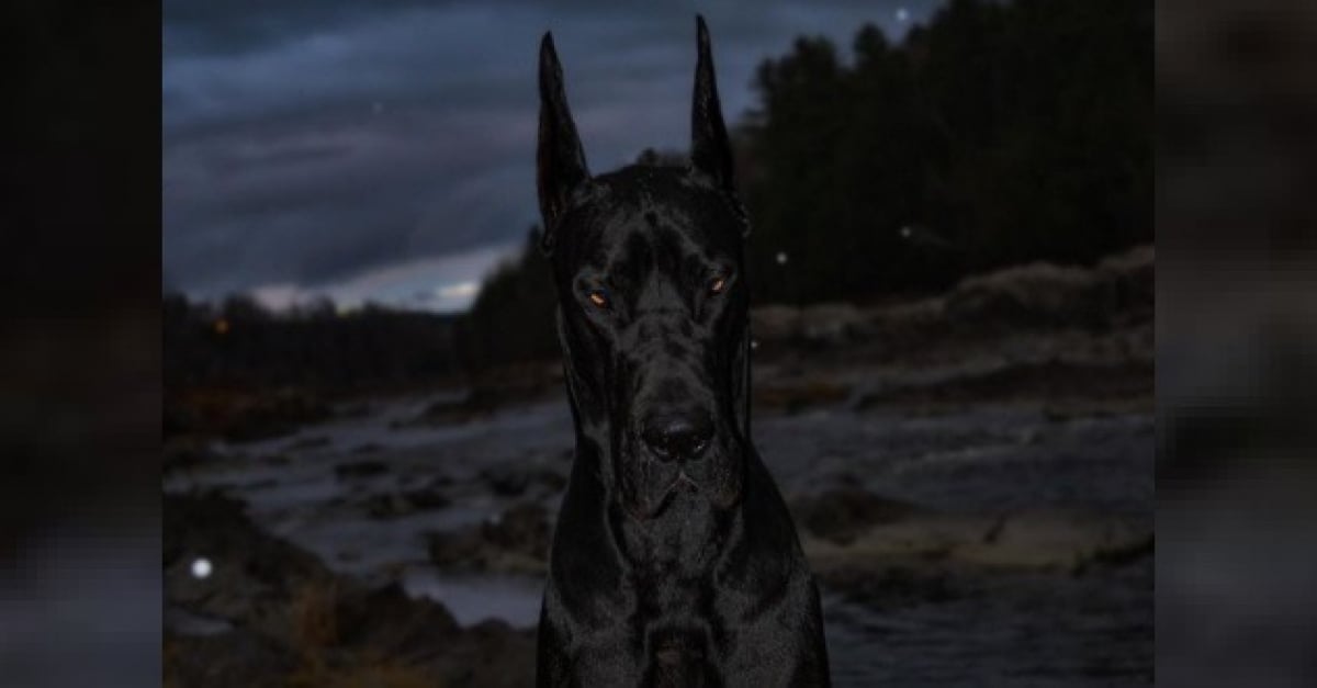 Un Dogue Allemand Affole La Toile Par Sa Ressemblance Avec Batman