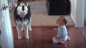 Illustration : Un Husky et un bébé entrent en compétition pour obtenir l'attention de leurs parents (Vidéo)