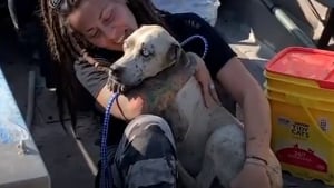 Illustration : "Un couple abandonne ses vacances pour venir en aide à un chien errant sur une île inhabitée et lui trouve une famille d'accueil"