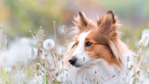 Illustration : 18 chiens interpellés par la beauté naturelle de notre planète qui profitent de chaque promenade pour en apprendre plus sur les plantes 