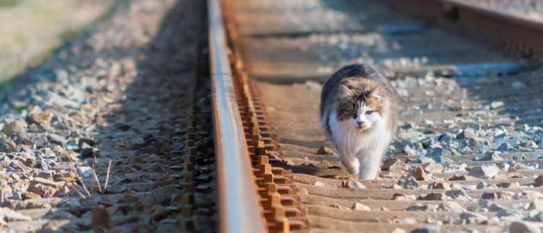 La Video Siderante D Un Chat Sautant De La Fenetre Du 5e Etage Pour Echapper Aux Flammes