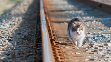 Illustration : Depuis 3 ans, cet agent de maintenance du métro New Yorkais sauve les chats errants qui risquent leur vie dans les passages souterrains