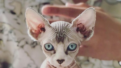 Illustration : 20 chats sphynx uniques en leur genre qui changeront à tout jamais votre vision sur eux !