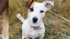 Illustration : Un Jack Russell met sa vie en jeu pour sauver son propriétaire de 10 ans face à un loup sur le point d'attaquer