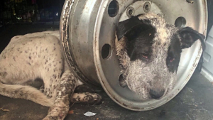 Illustration : "Coincé pendant 5 jours dans une jante de voiture: le calvaire d'un chien prend fin grâce à l'opération salutaire des vétérinaires"