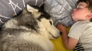 Illustration : L'adorable technique de ce Husky pour réveiller son petit frère quand il veut jouer (Vidéo)