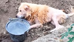 Illustration : Une chienne abandonnée sur le bord de la route, car malade, obtient une deuxième chance grâce aux soins prodigués par des bénévoles